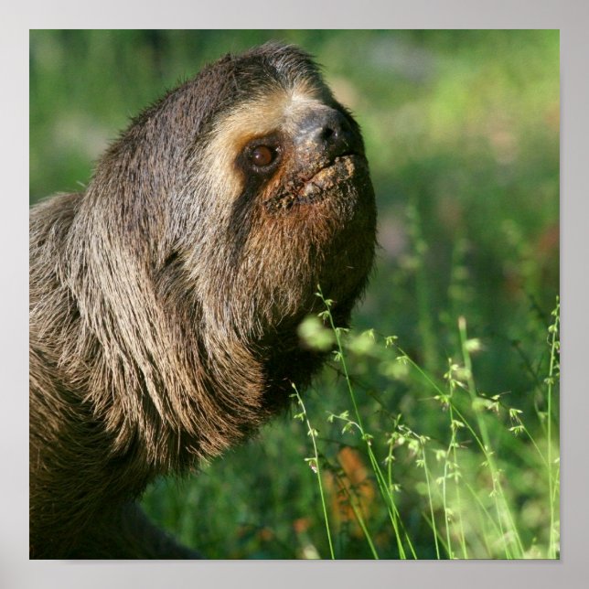 Poster de preguiça (Frente)