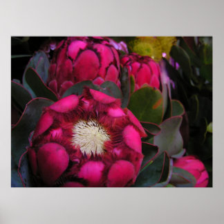 poster de proteína rosa