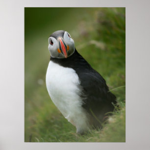 poster de Puffin