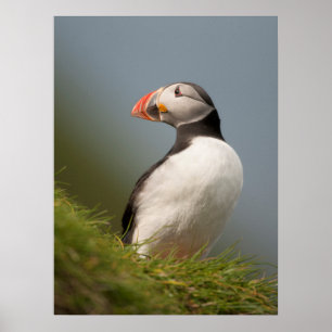 poster de Puffin