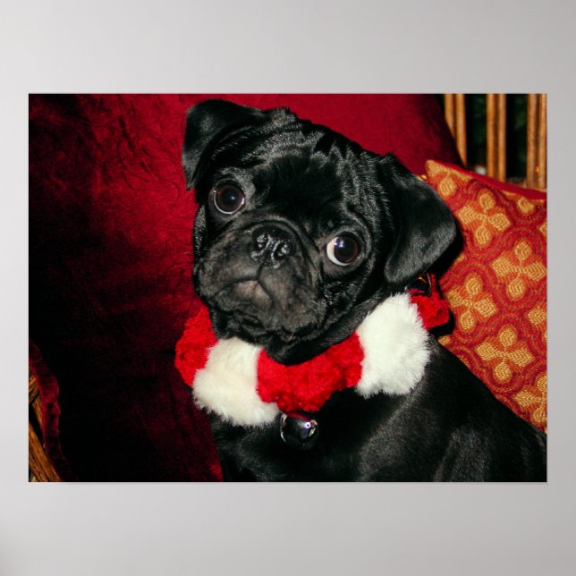 Poster de Pug Negro Doce (Frente)