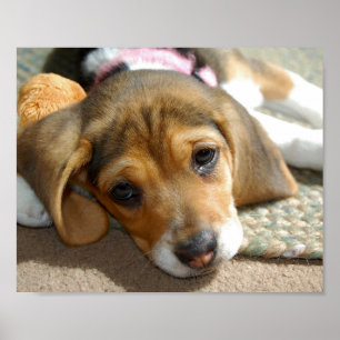 Poster de puppy com beagle