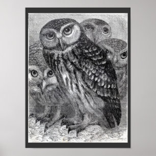 Poster de quatro corujas, preto e branco