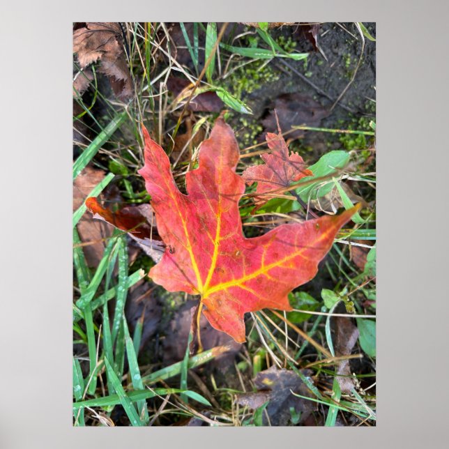 Poster de queda (Frente)