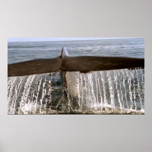 Poster de rabo de baleia 6 (Frente)
