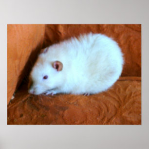 Poster de Rato de Neve