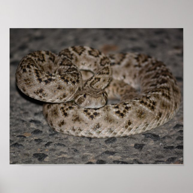 Poster de Rattlesnake Diamondback Ocidental (Frente)