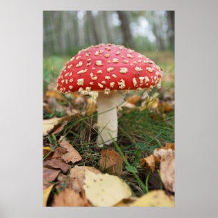 Poster de Red Fly Agaric