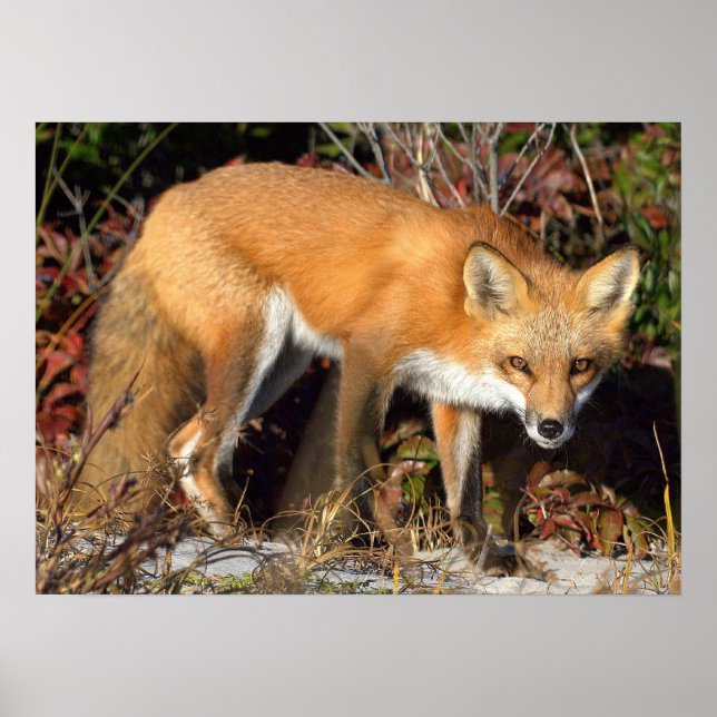 Poster de Red Fox (Frente)