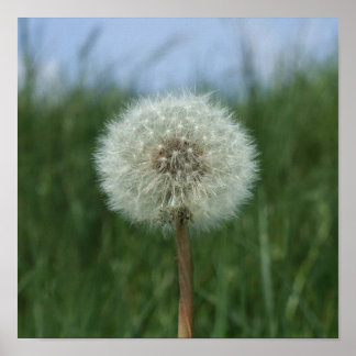 Poster de Relógio Dandelion