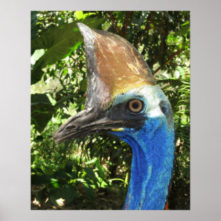 Poster de Retrato Cassowary