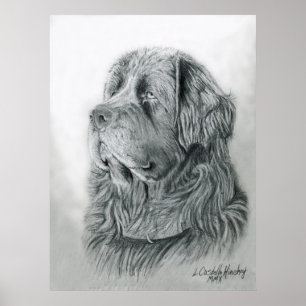 Poster de Retrato da Terra Nova