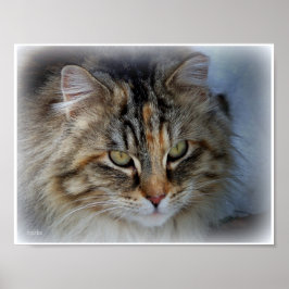 Pôster de retrato de gato malhado de pelo comprido