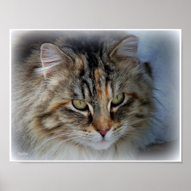 Pôster de retrato de gato malhado de pelo comprido (Frente)
