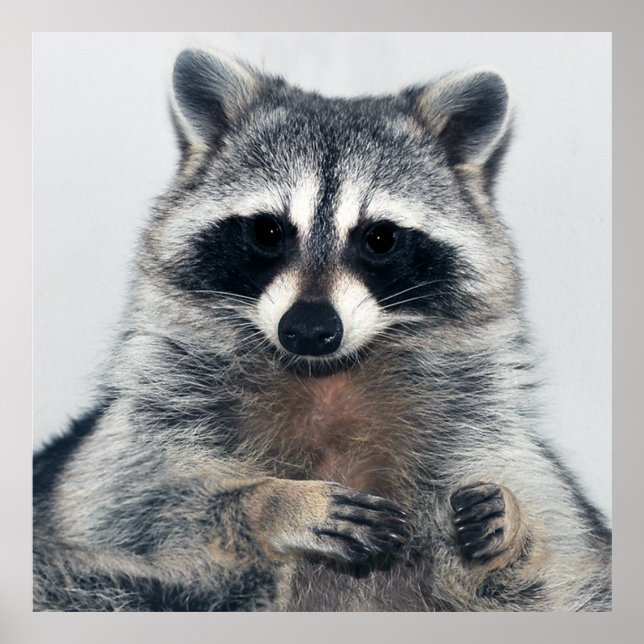 Poster de Retrato Raccoon (Frente)