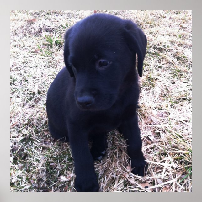 Poster de Retriever de Labrador Negro (Frente)