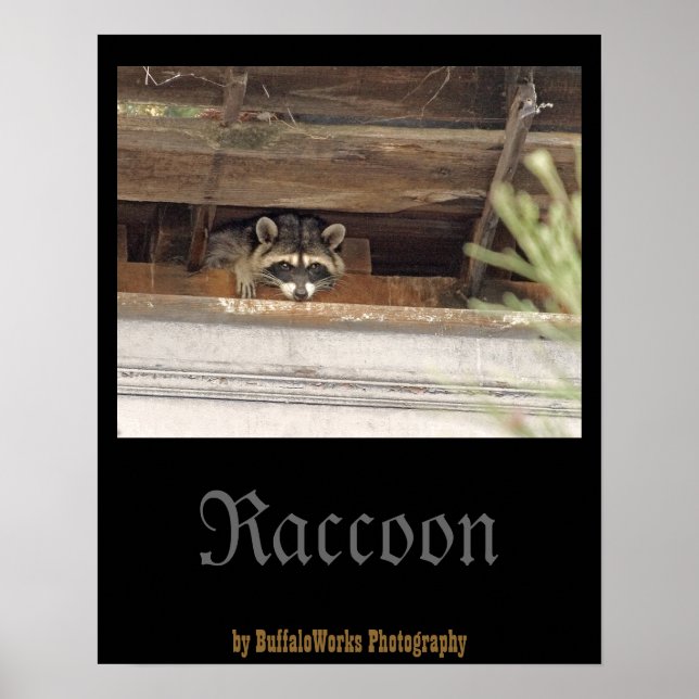 Poster de Roofie Raccoon (Frente)