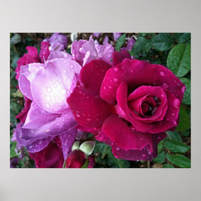 Poster de Rosa (Frente)