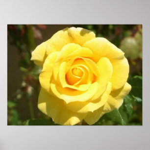 Poster de Rosa Amarelo