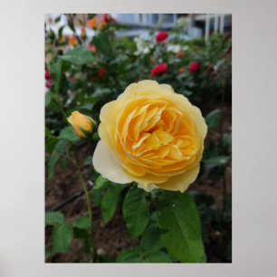 Poster de rosa amarelo