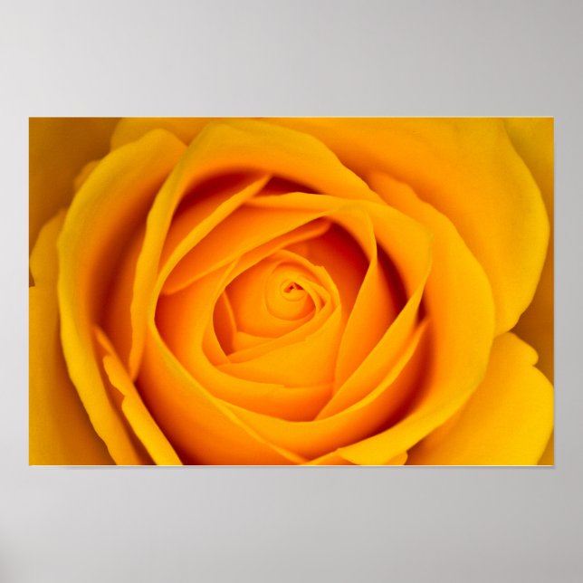 Poster de rosa amarelo (Frente)
