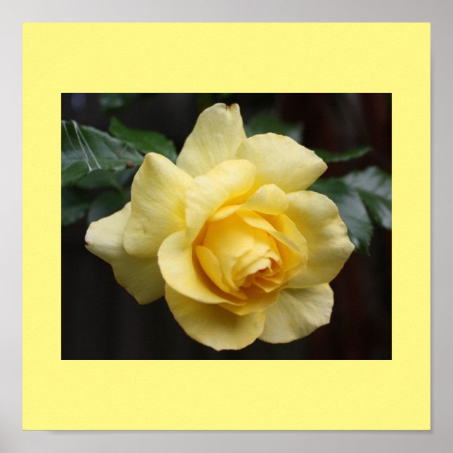 Poster de Rosa Amarelo (Frente)