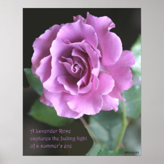 Poster de Rosa de lavanda de: ROSA e PROSE 16x20