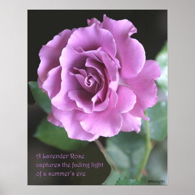 Poster de Rosa de lavanda de: ROSA e PROSE 16x20 (Frente)