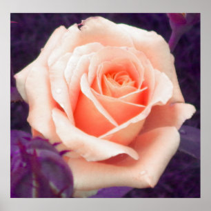 Poster de Rosa de pêssego