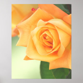 Poster de Rosa de pêssego - escolha o tamanho