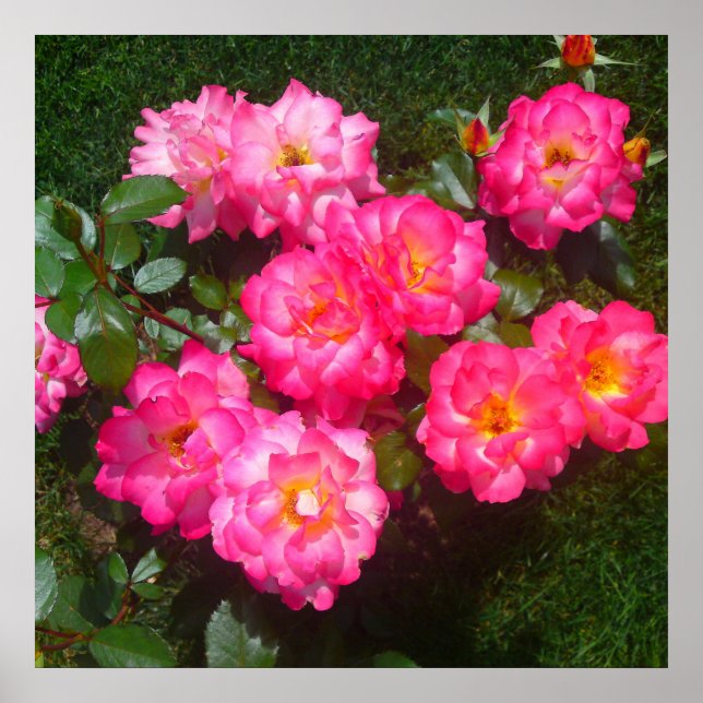 Poster de Rosa de rosa quente (Frente)