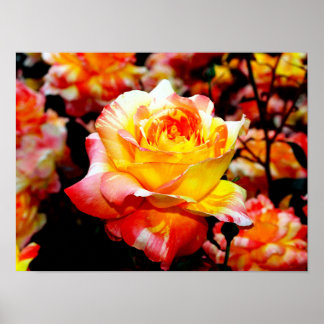 Poster de Rosa pintado