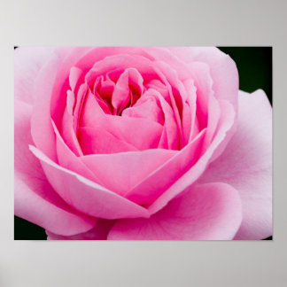 Poster de Rosa Rosa Pastel