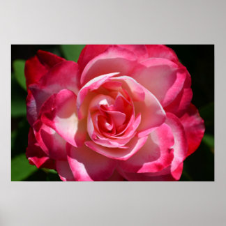 Poster de rosa rosa rosa e branco
