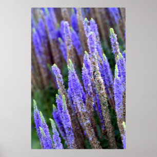 Poster de Salvia