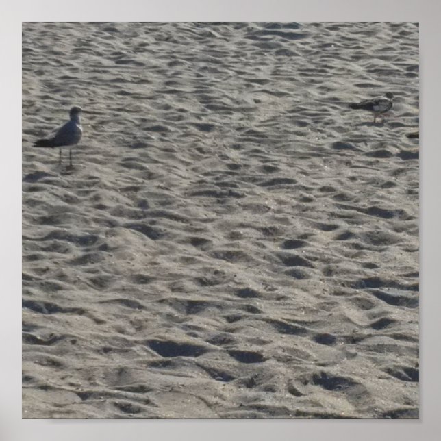 Poster de Seagull (Frente)