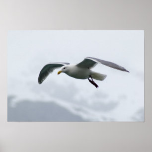 Poster de Seagull 2