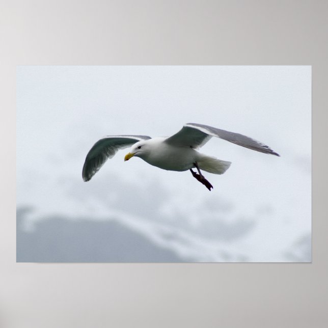 Poster de Seagull 2 (Frente)