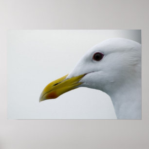 Poster de Seagull 6