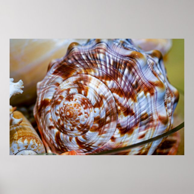 Poster de Seashell Castanho e Branco (Frente)