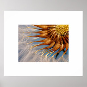 Poster de Semente do Flor