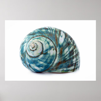 Poster de Shell do Mar Azul