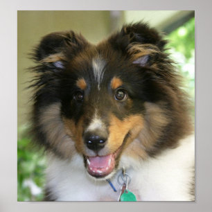 Poster de Sheltie