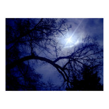 Poster de Silhueta de Árvore de Tamanho da Parede