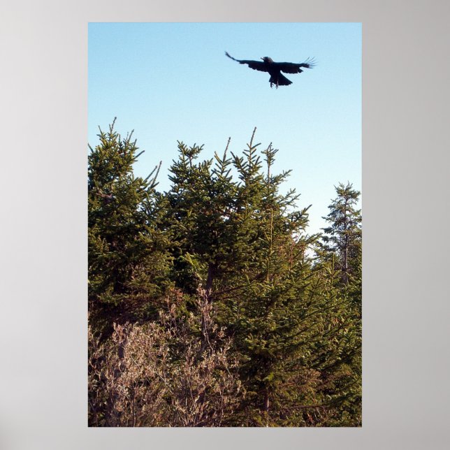 Poster de Soar (Frente)