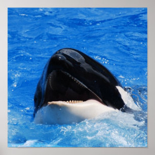 Poster de sons de baleia