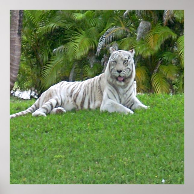 Poster de sorriso de Tigre Branco e Palmeiras (Frente)