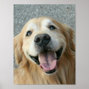 Poster de sorriso do golden retriever
