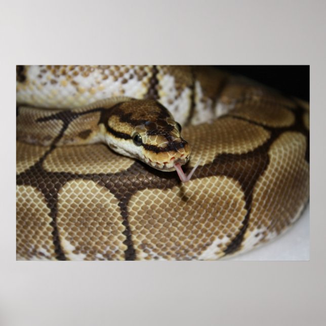 Poster de Spider Ball Python (Frente)