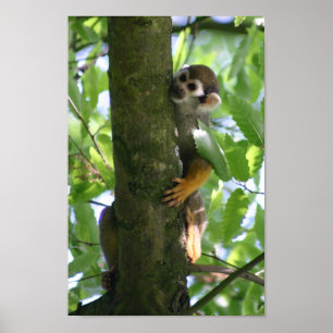 Poster de Squirrelmonkey